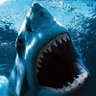 Megalodon đ ç怎ć