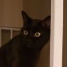 The Crypto Cat. 的头像