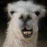 Profilbild von chrismesa