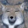 D-Dam's profile picture