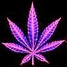 Profilbild von Joey Christ
