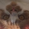 塩辛犬 profil fotoğrafı