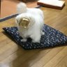 Profilbild von はちみつ
