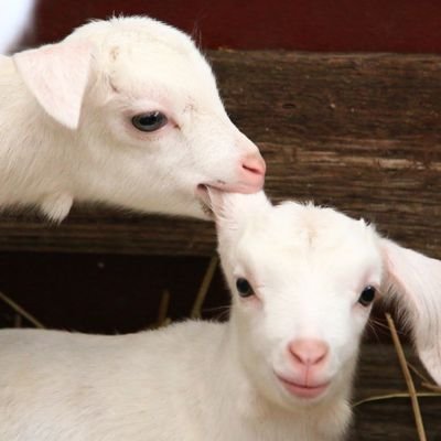 heidifarm's profile picture