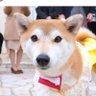 Lady ナポ profil fotoğrafı