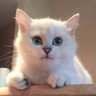 OP.opal_白😽 的头像