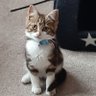 Nicola profil fotoğrafı