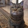 Кот profil fotoğrafı