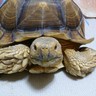 おんこりんかすキャロライン飼い主 的头像