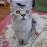 Profilbild von totoro