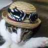 やす@頑張るマン(ง •̀_•́)ง's profile picture