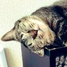 Profilbild von 🐈 takataka 🐾