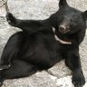 休みたいクマ 的头像