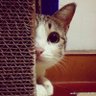 龍王's profile picture