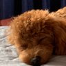 りゅーが 的头像