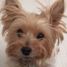 Yle 🐶🐕🐩 profil fotoğrafı