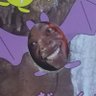 Lara's #1 Stan's profile picture