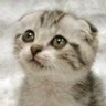 あくび profil fotoğrafı