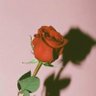 bunga mawar merah's profile picture