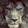 MARCO🦉's profile picture