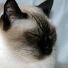 ヨッシー profil fotoğrafı
