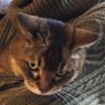 Profilbild von 秋猫屋