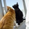 𝓔𝓕𝓾𝓻𝓾💤🐈‍⬛ profil fotoğrafı