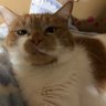 ちゃちゅけくん profil fotoğrafı