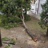 Sačuvajmo Naš parkić 的头像