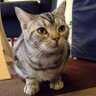 佐藤光🐾 的头像