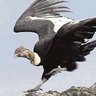 @vega4julio 🇨🇱's profile picture