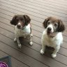 DQ's Brady Buster's profile picture