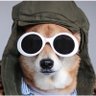 Agente K9's profile picture