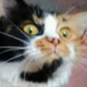 倉科啓乙 profil fotoğrafı