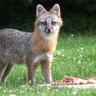Profilbild von merkin_muffly