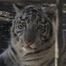 猫巫女ぴなた profil fotoğrafı