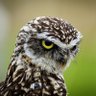 Gutek profil fotoğrafı