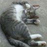 Kat_von_Mi's profile picture