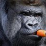 Profilbild von hank flogerman