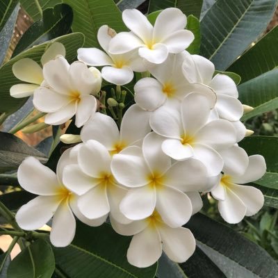Smojmk's profile picture