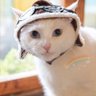 Profilbild von Williams