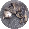 Profilbild von hiroko