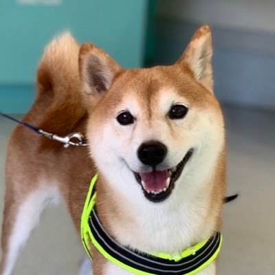 ワガママ柴犬あんず's profile picture