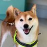 ワガママ柴犬あんず's profile picture