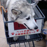 Profilbild von 龍山吉野