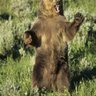 BearFoot Kicker's profile picture