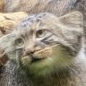 へんしゅうちょー profil fotoğrafı