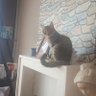 Tingoz's profile picture