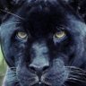 Profilbild von WATCHING