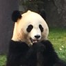 大熊猫愛好家 的头像